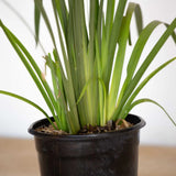 white African iris with fan like foliage with showy white flowers thrives in USDA 8 - 11