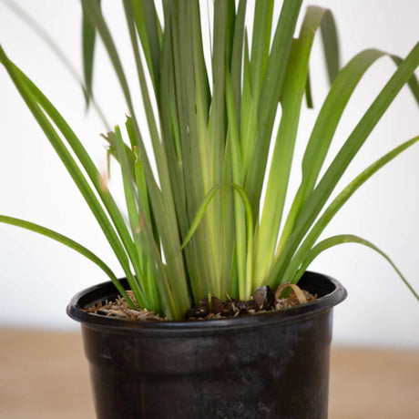 white African iris with fan like foliage with showy white flowers thrives in USDA 8 - 11