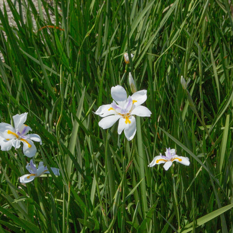 African White Iris planted in the landscape with white and lavender flowers