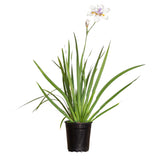 A potted white african iris plant with long green leaves, a single white flower with purple and yellow markings, and a small bud, shown in a black nursery pot on a white background.
