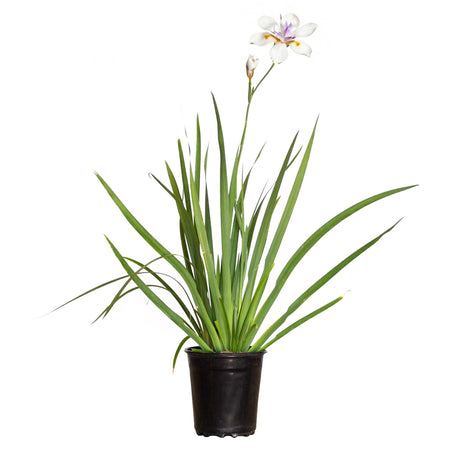 A potted white african iris plant with long green leaves, a single white flower with purple and yellow markings, and a small bud, shown in a black nursery pot on a white background.