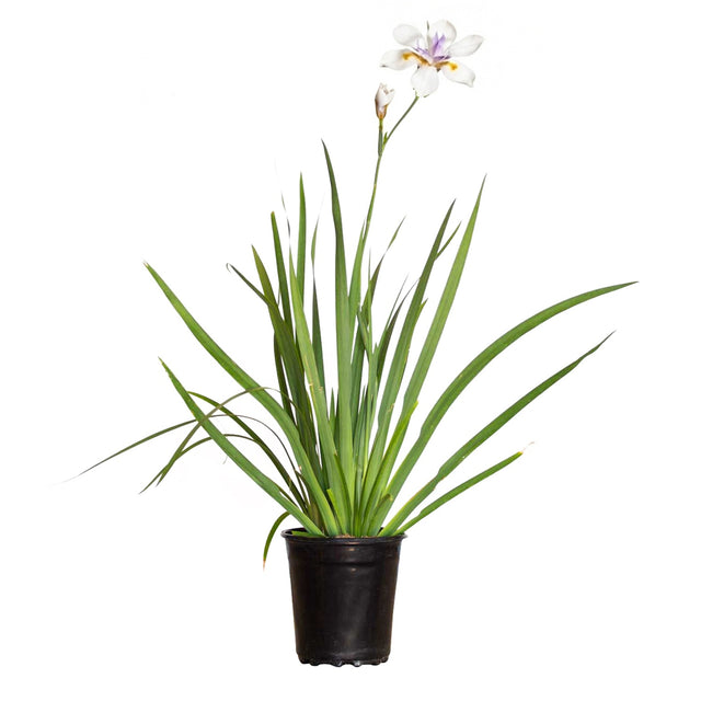 A potted white african iris plant with long green leaves, a single white flower with purple and yellow markings, and a small bud, shown in a black nursery pot on a white background.