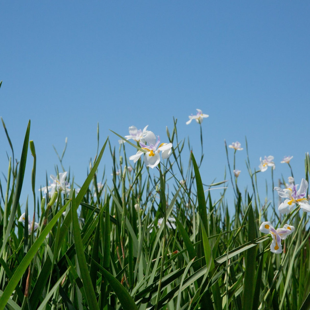 White flowers of the white african iris plant with yellow centers and green leaves blooming under a clear blue sky.