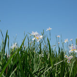 White flowers of the white african iris plant with yellow centers and green leaves blooming under a clear blue sky.