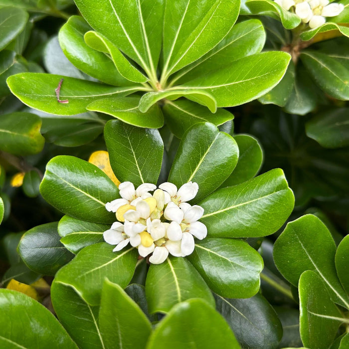 White fragrant Blooms of the Green Pittosporum - Japanese Mock Orange or Japanese Cheesewood shrub