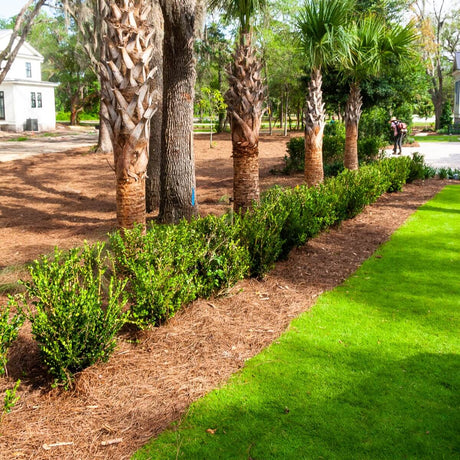 Landscape hedge with neatly trimmed wintergreen boxwood bushes and palm trees in a residential area