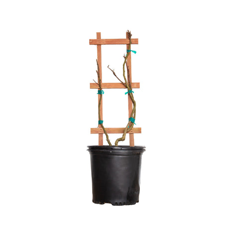 2.5 Gallon Wisteria Amethyst Falls vine dormant in black container.