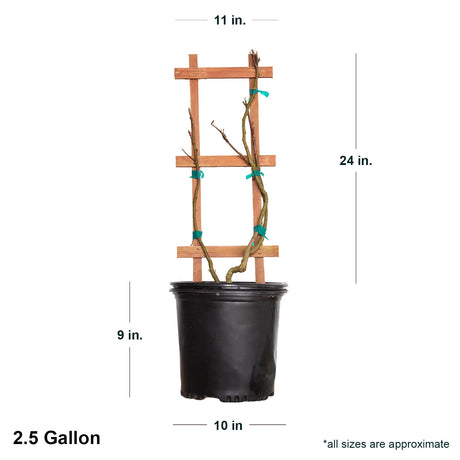 2.5 Gallon Amethyst Falls Wisteria vine dormant in black container showing dimensions. Each plant ships roughly 22-26" tall and 10-12" wide on a staked trellis.