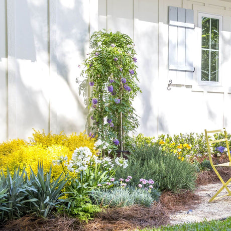 Garden with colorful flowers and plants in front of a white building featuring wisteria amethyst falls vines