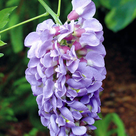 Close-up of a cluster of purple flowers with green leaves of a amethyst falls wisteria vine plant