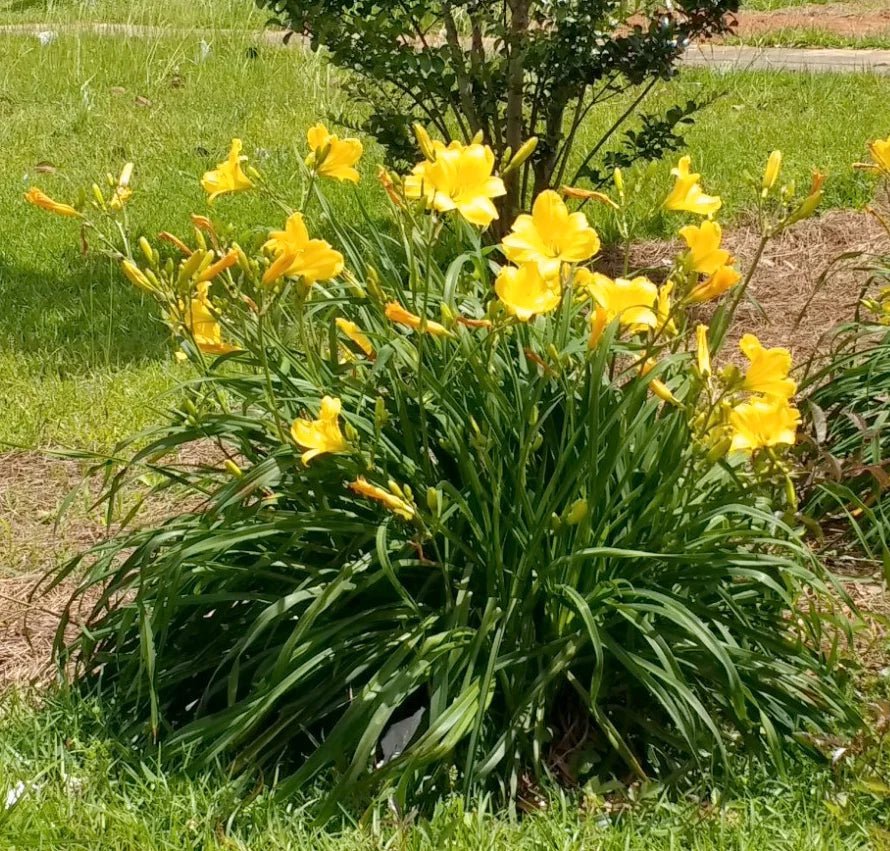 Evergreen Stella Daylily | Available Online PlantsbyMail.com