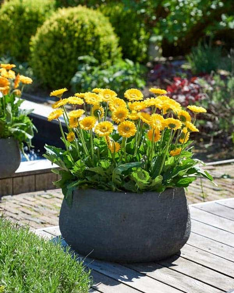 Yellow Garden Jewels Gerbera Daisy